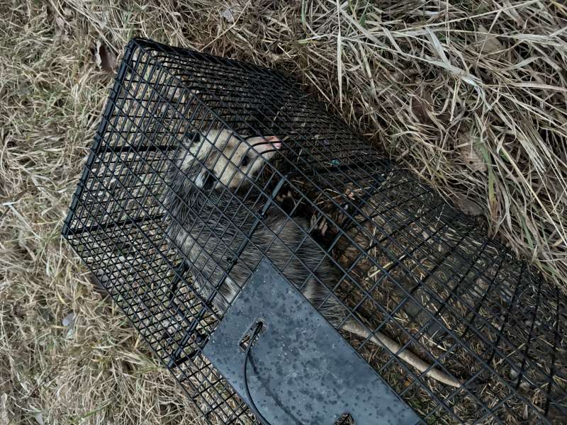 Name: possum 2.jpg
Views: 342
Size: 121.2 KB
ID: 28361 possum 2.jpg